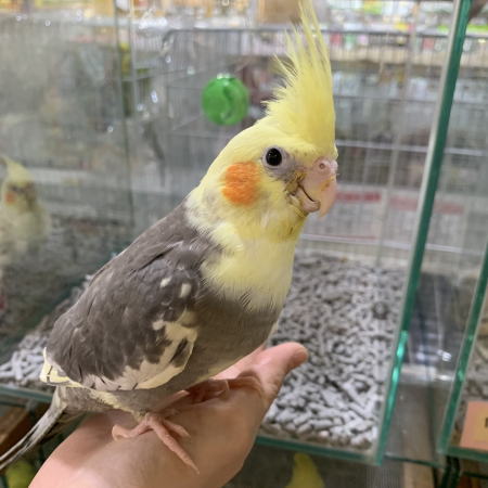 太宰府店の可愛い小鳥たち